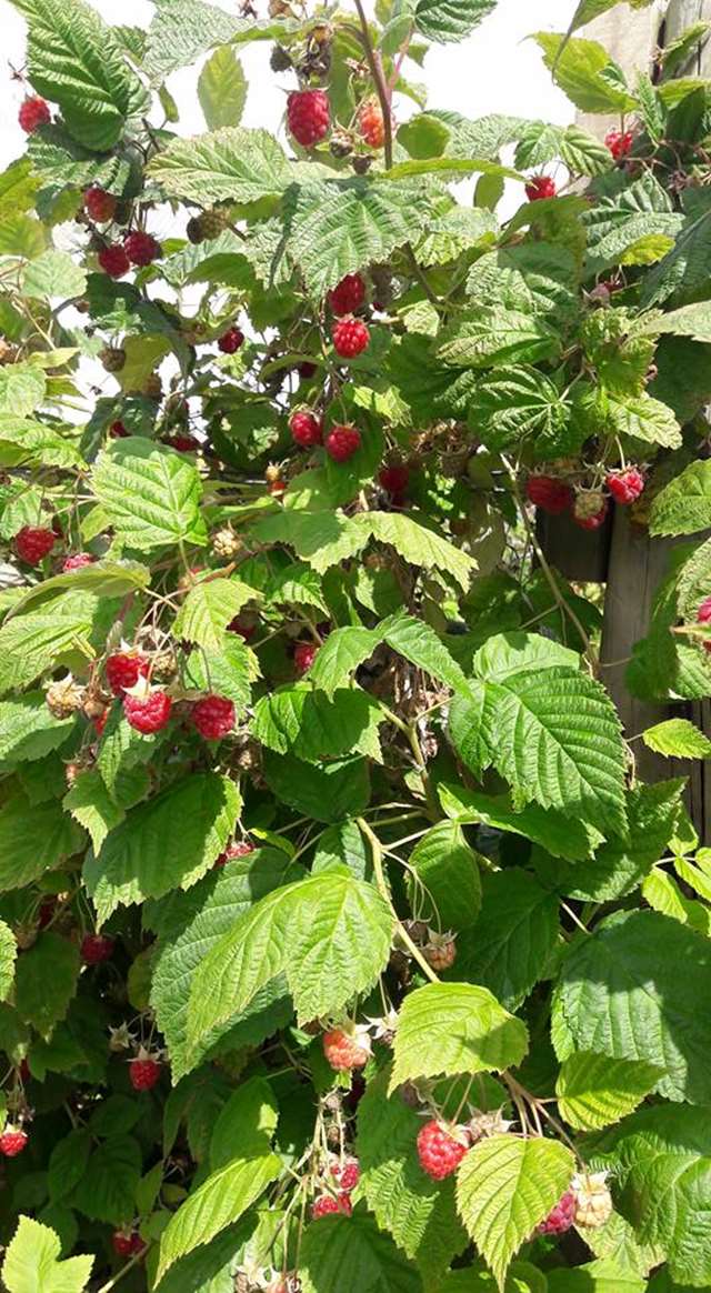 Lowes Orchard | nz.PickYourOwn.farm